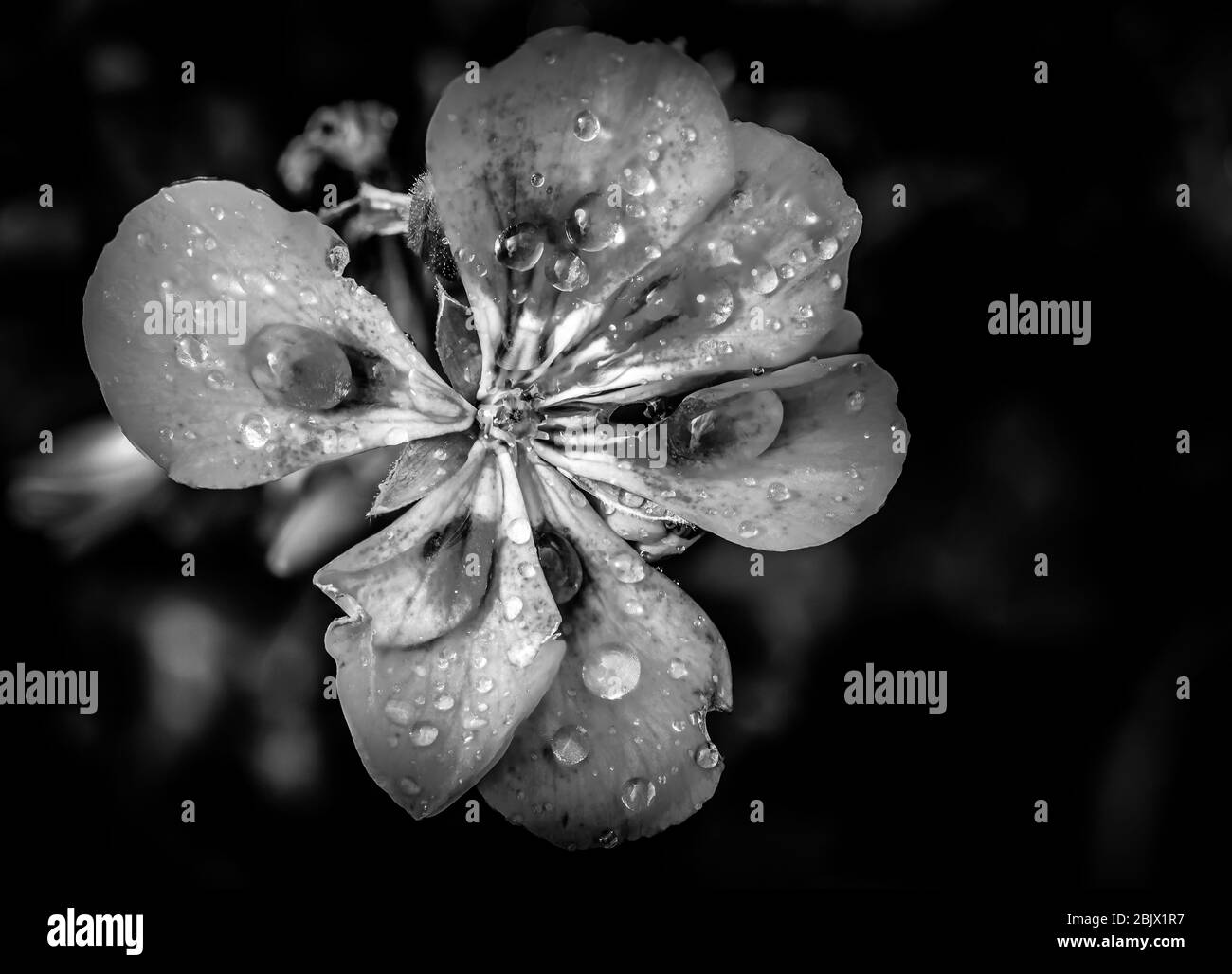 Une photo d'art fleuri noir et blanc Banque D'Images