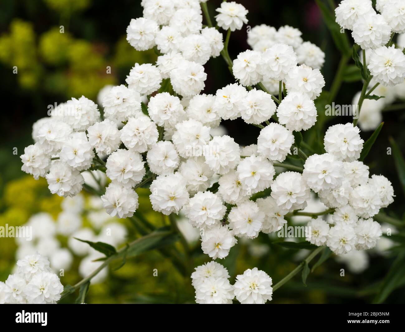 Fleurs doubles blanches massées de la respiration dure annuelle du bébé, Gypsophila paniculata 'Snowflake' Banque D'Images