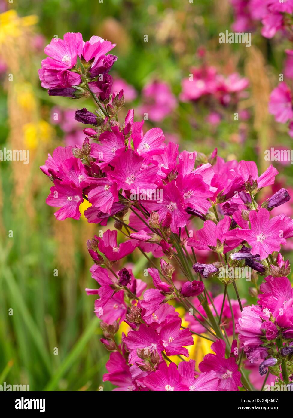 Fleurs roses vives et centrées sur le blanc de la matte vivace des prairies, Sidalcea 'Party Girl' Banque D'Images