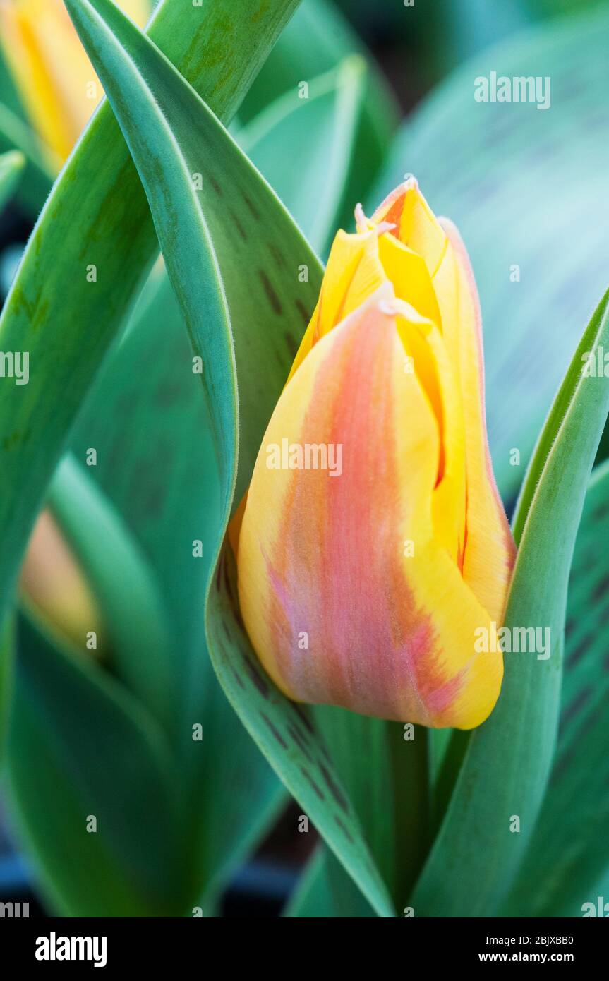 Gros plan de tulipa Zampa jaune avec des marques rouges striées. Un seul bol de tulipe appartenant au groupe Greigii de tulipes Division 14 Banque D'Images