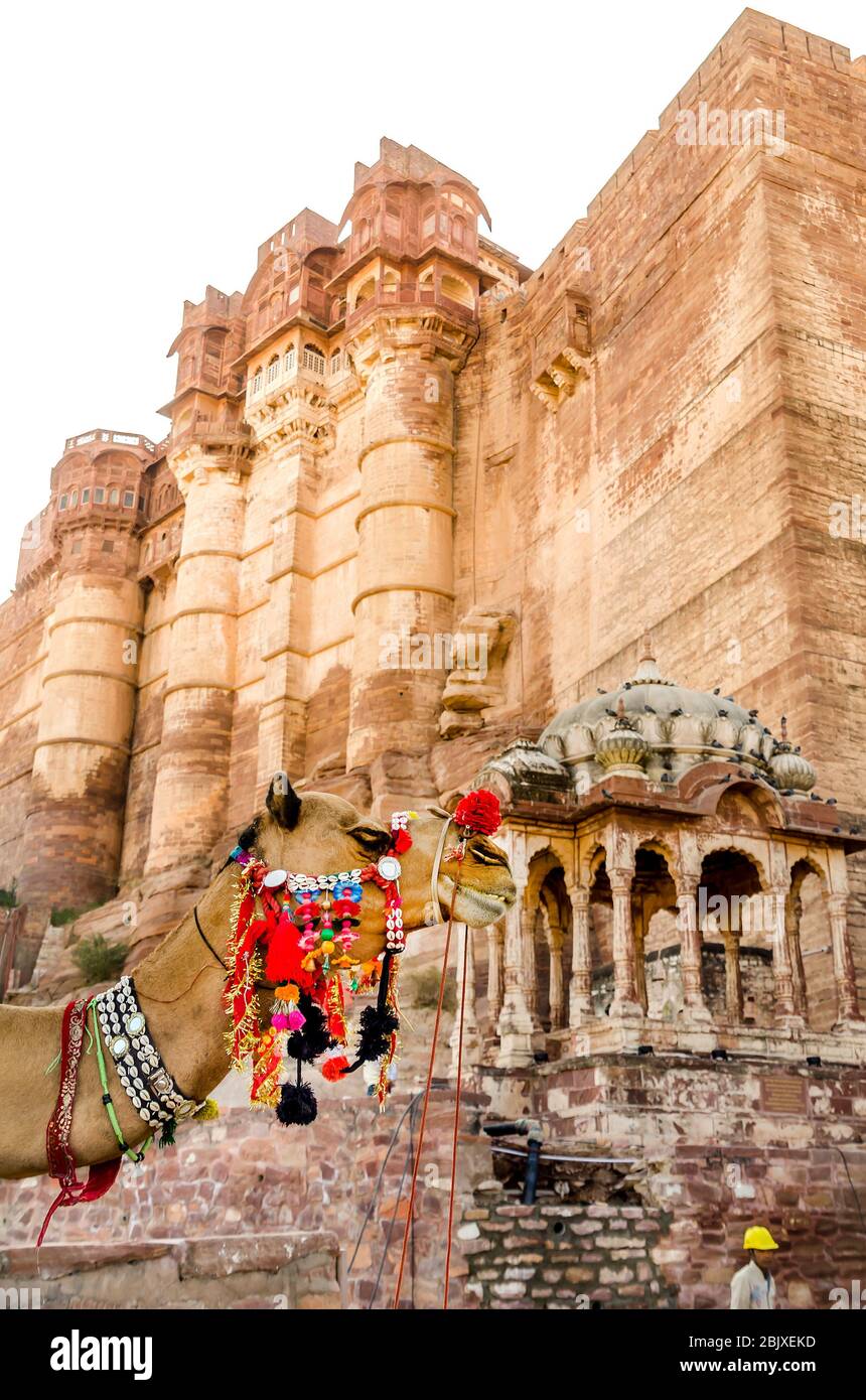 JODHPUR, INDE – DEC. 02, 2019: Chameau coloré près de Mehrangarh, Jodhpur. La population de chameaux au Rajasthan est d'environ trois lakh. Banque D'Images