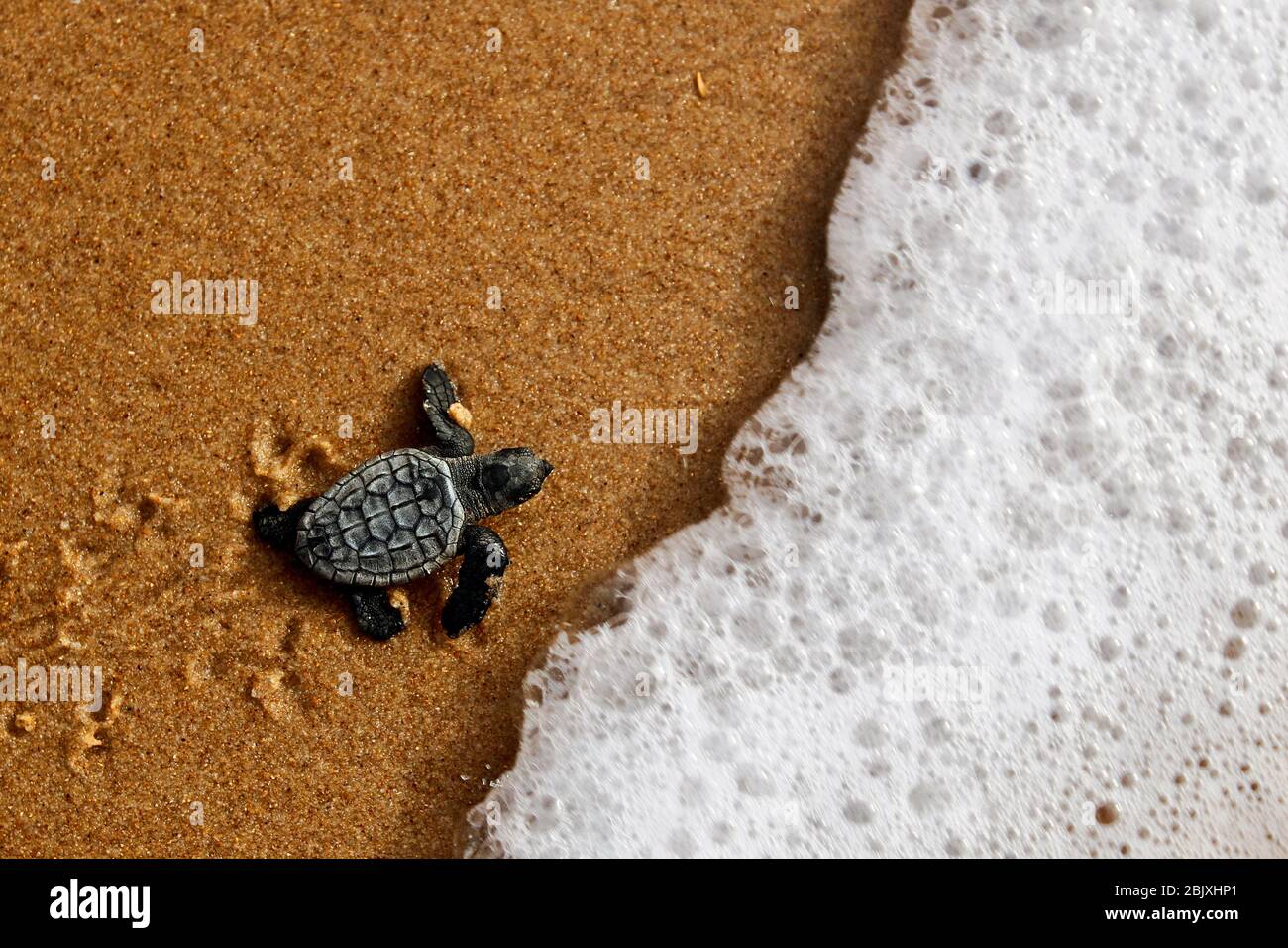 tortue de mer bébé écloserie nouveau-né rampant sur le sable à la plage après avoir émergé du nid. Caret (carretta caretta) Banque D'Images