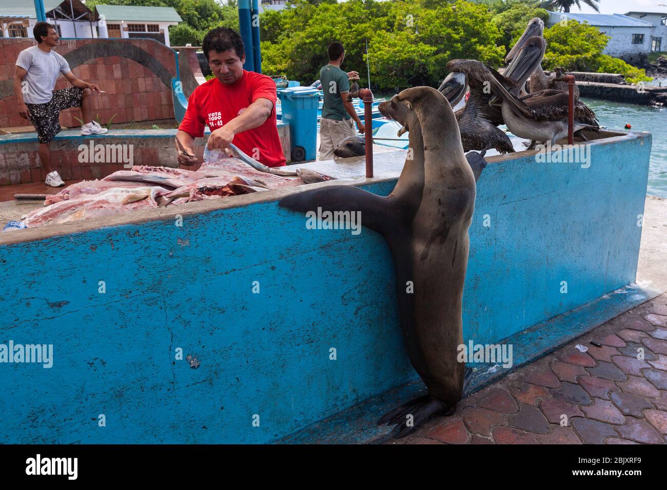 Îles Galapagos, Équateur - avril 2011: Phoque et pélicans en attente de nourriture un marché aux poissons staller dans la mer de Puerto Ayora port île Santa Cruz Banque D'Images