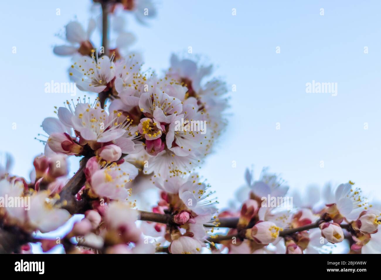 Fleurs blanches et roses printanières sur une branche d'arbre. Arbre d'abricot en fleur. Saison du printemps proche. Espace de copie Banque D'Images