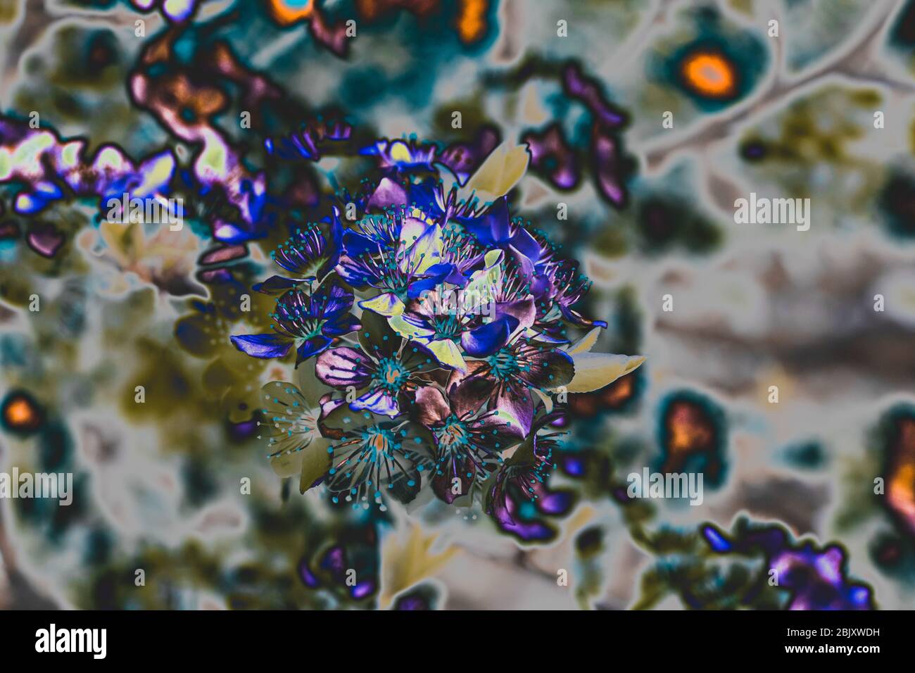 Effet de lueur de rayons X des fleurs d'arbre d'abricot de printemps. Arbres en fleurs Banque D'Images