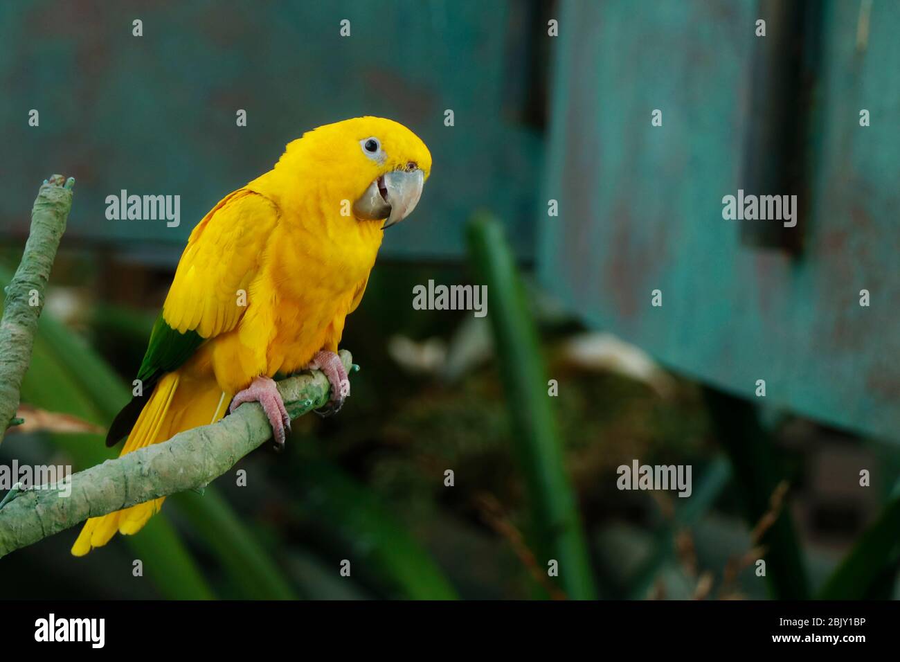 L'oiseau de parakeet doré ou la conure dorée Banque D'Images
