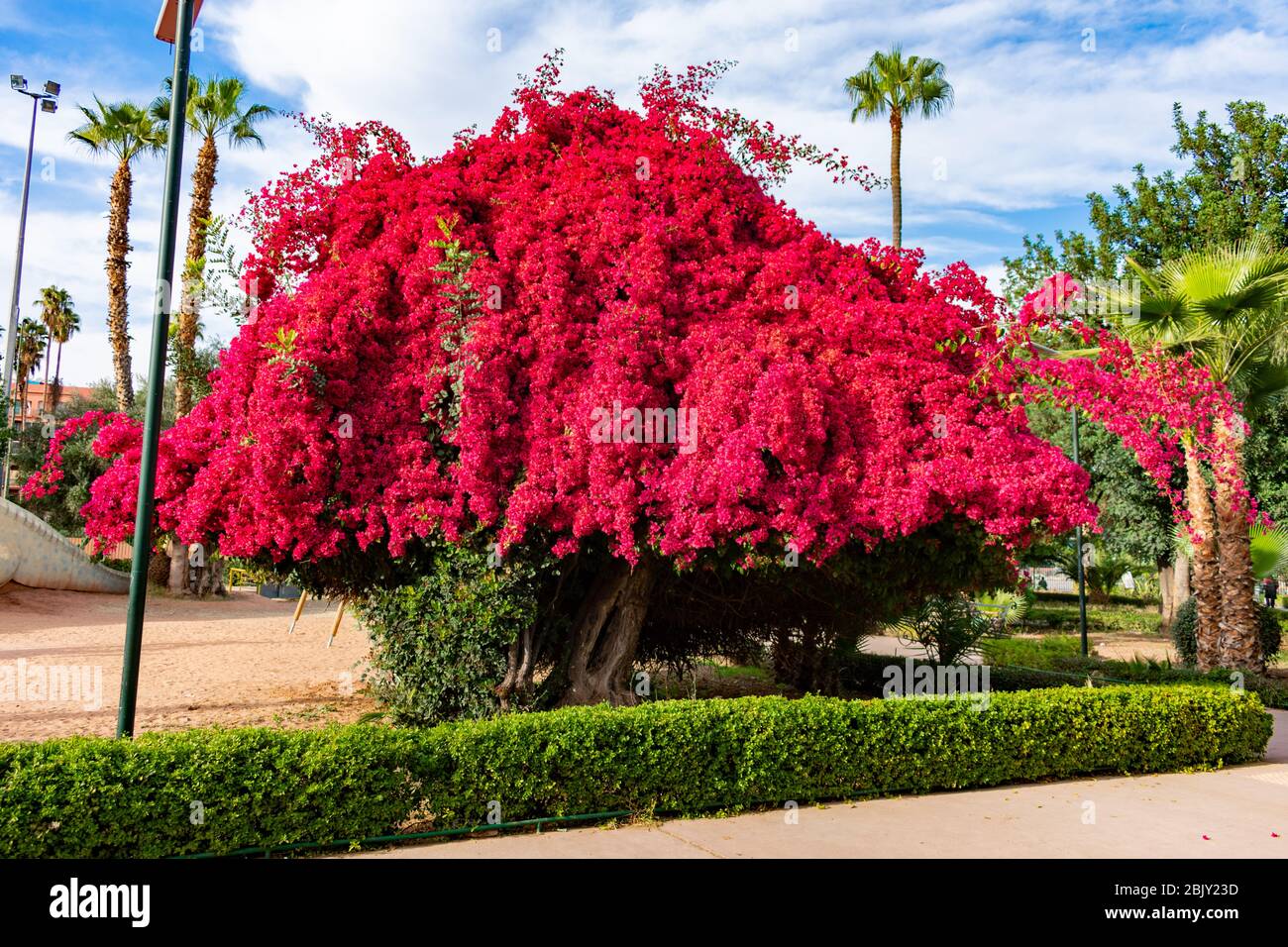 Grand arbre à fleurs roses au Parc El Harti à Marrakech Maroc Photo ...