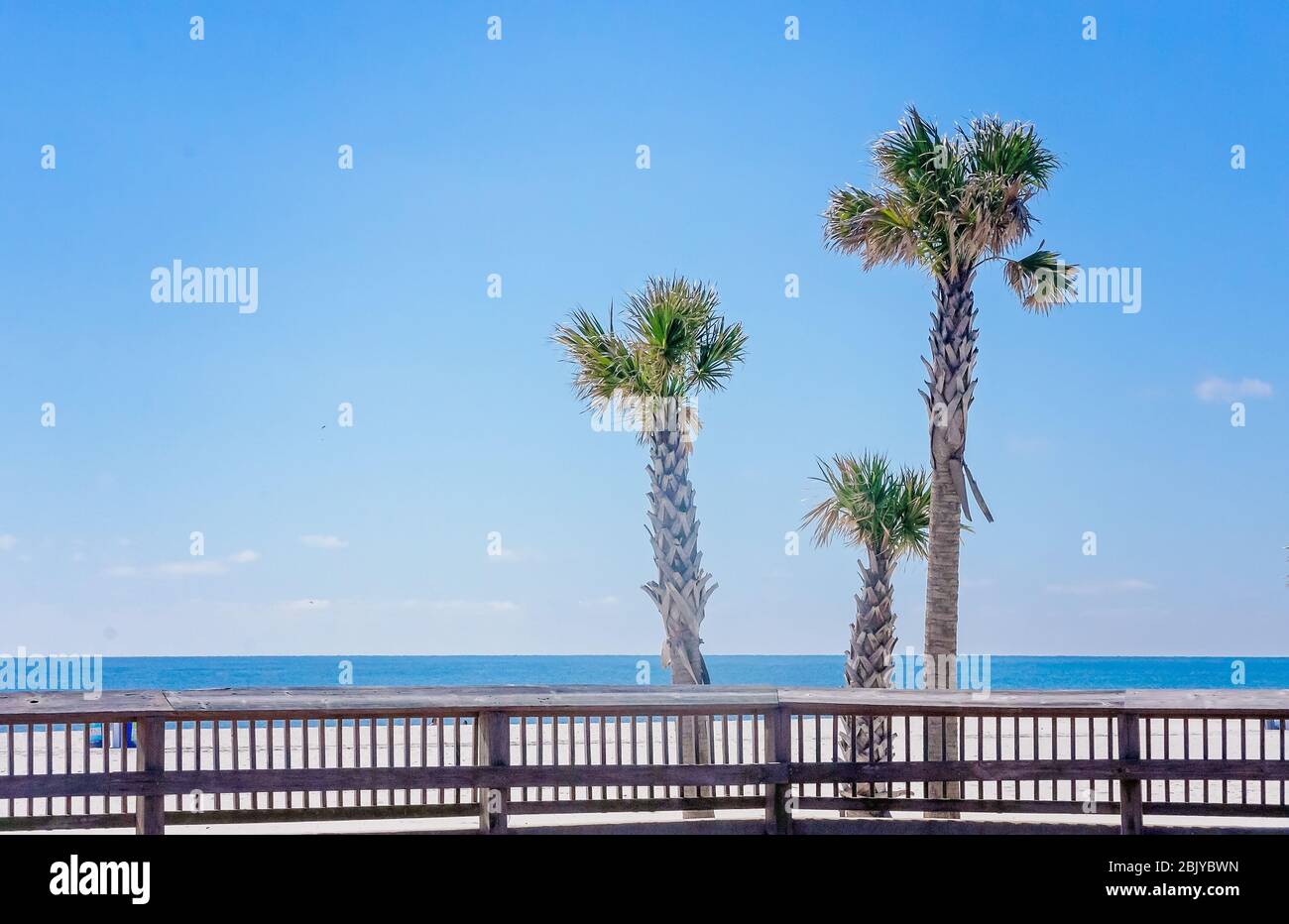 Les palmiers se trouvent sur la plage, le 4 mars 2016, à Gulf Shores, Alabama. Banque D'Images