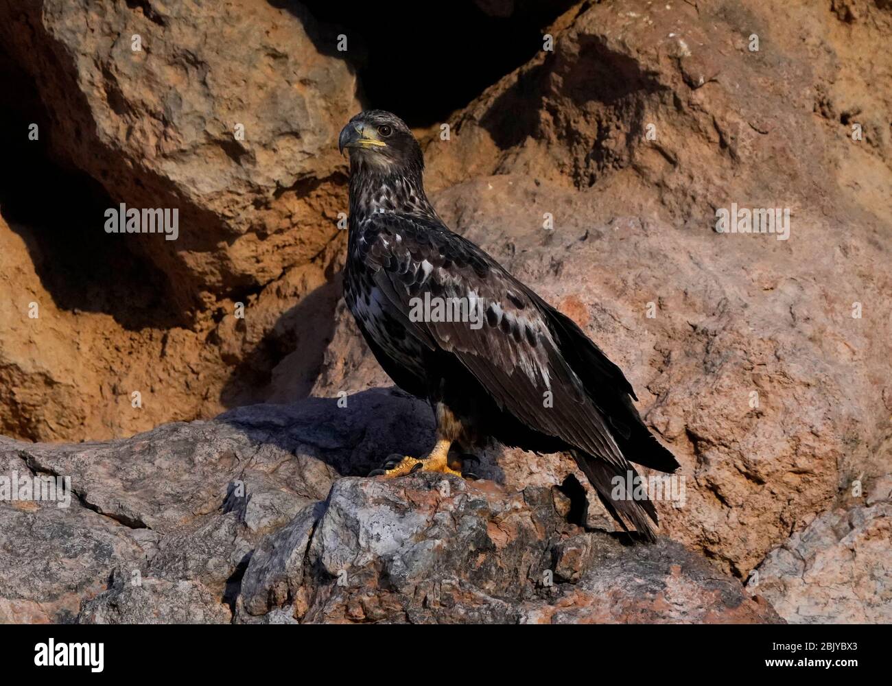 Un aigle juvénile est vu le jeudi 30 avril 2020 à Phoenix, Arizona. Banque D'Images