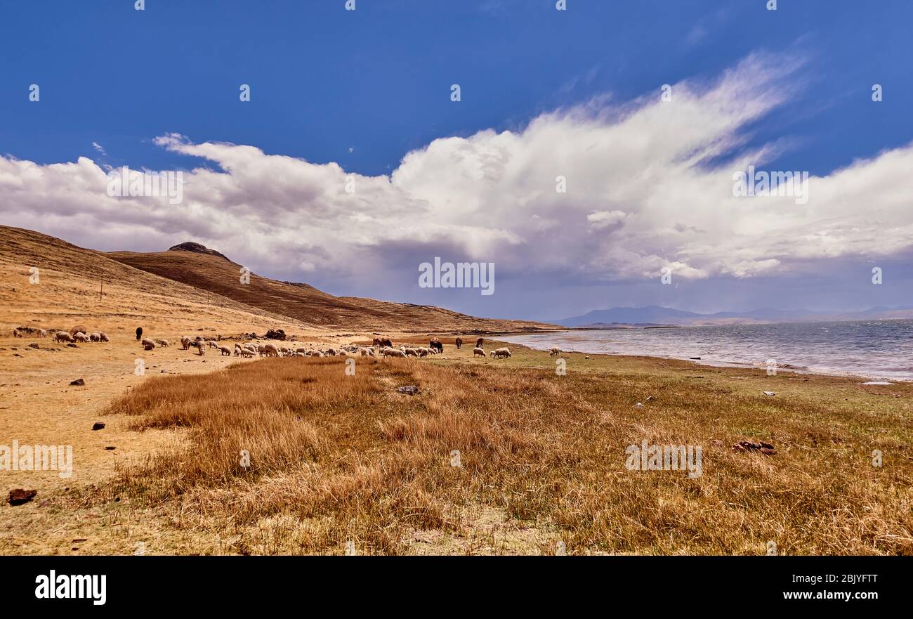 Pérou, Sillustani, vue panoramique du paysage aride Banque D'Images