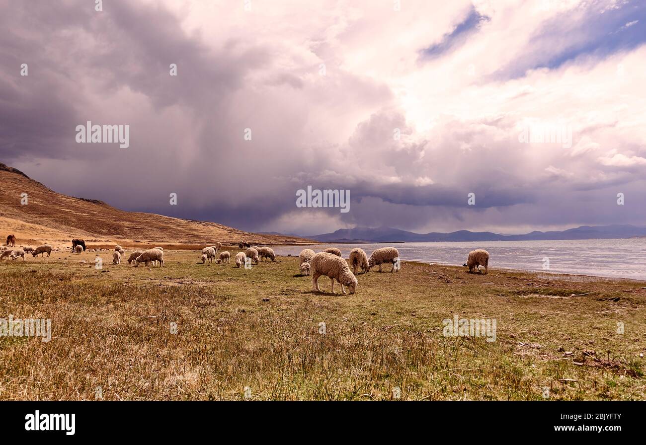 Pérou, Sillustani, pâturage du mouton dans un paysage aride Banque D'Images