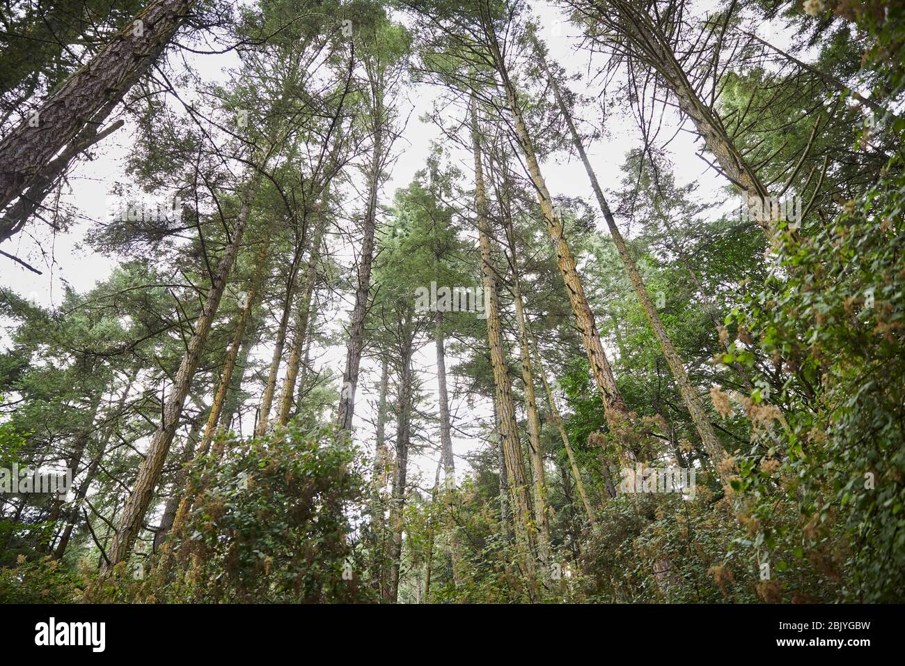 Etats-Unis, Washington, San Juan County, Orcas Island, vue en angle bas des arbres Banque D'Images