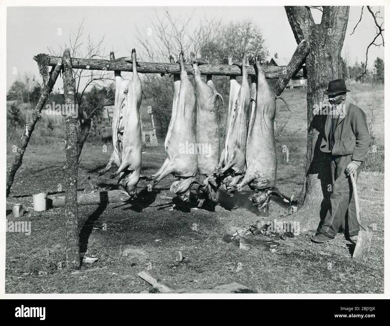 Porc tuant Comté de Halifax Marion Post Wolcott 1939. Banque D'Images