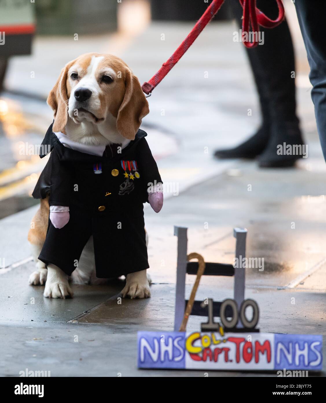 Londres, Royaume-Uni. 30 avril 2020. Un nom de chien après le capitaine Tom Moore, qui a amassé 32 millions de livres pour le NHS, a été vu à l'hôpital Chelsea et Westminster. Crédit: Michael Tubi/Alay Live News Banque D'Images