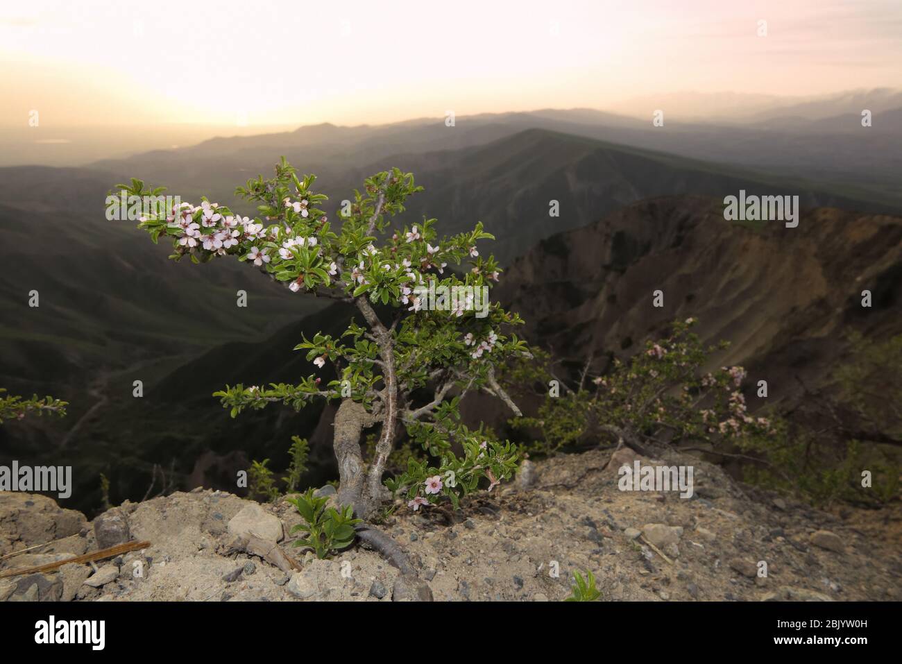 Une fleur de cerisier sauvage en arrière-plan naturel. Banque D'Images