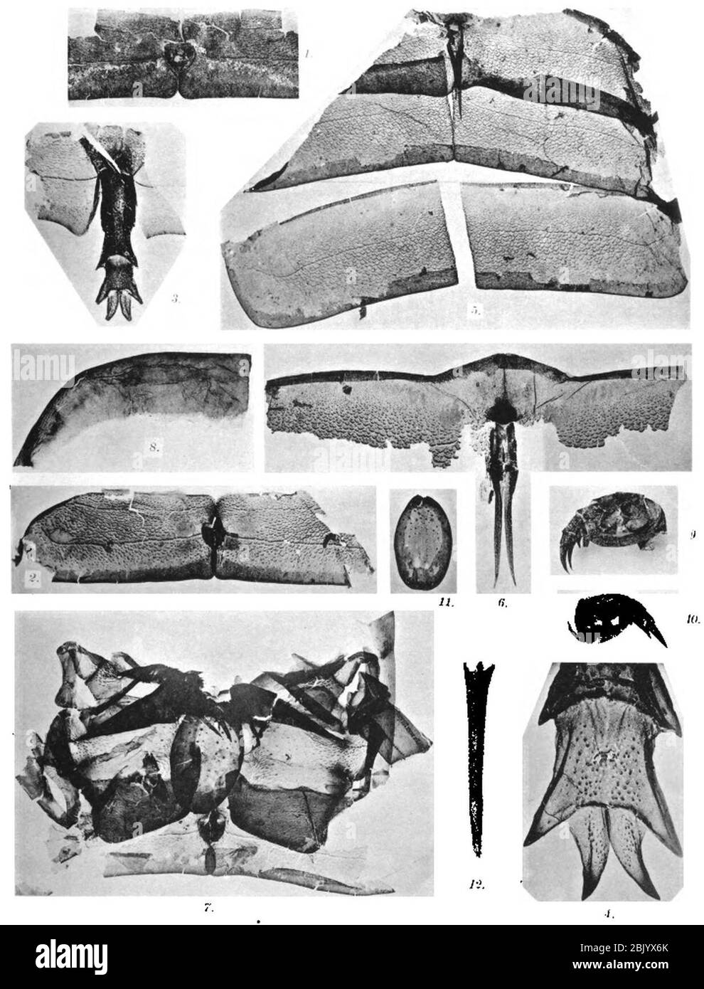 Plaque de Holm Eurypterus fischeri 6. Banque D'Images