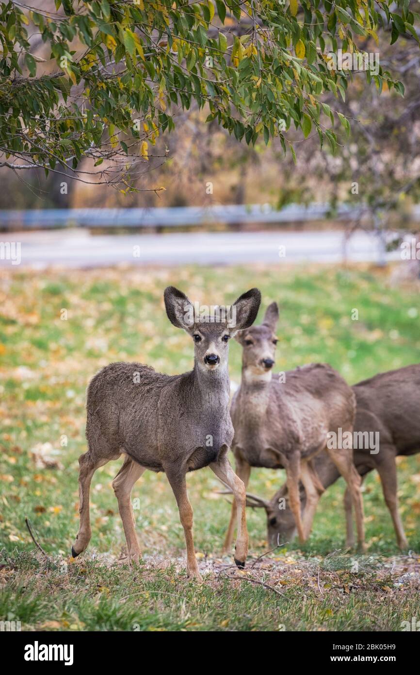 Cerf de Virginie près de la ville de Morrison, juste à l'extérieur de Red Rocks Park, Denver, Colorado, États-Unis. Banque D'Images