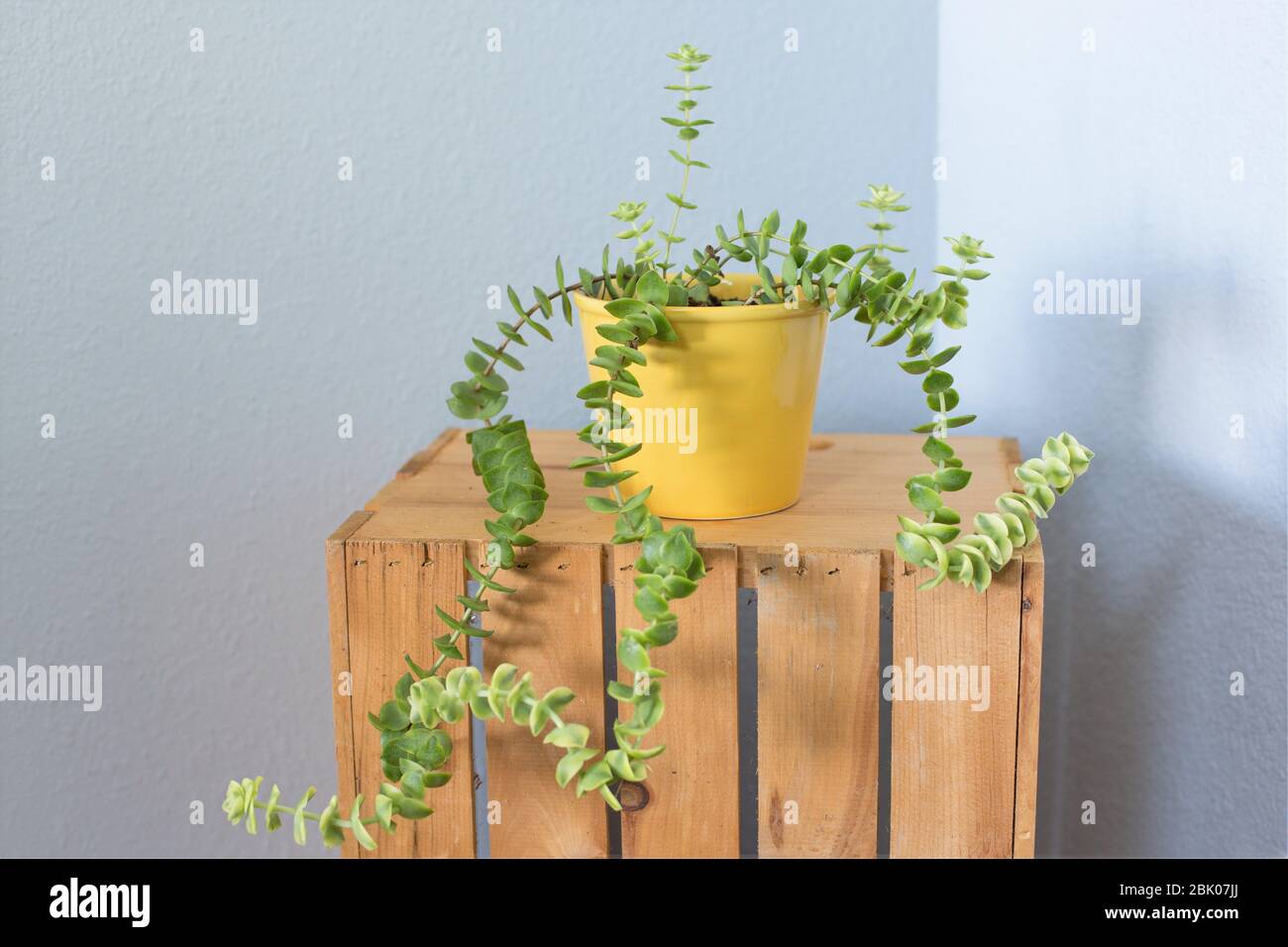 Une maison succulente dans un récipient jaune. Banque D'Images