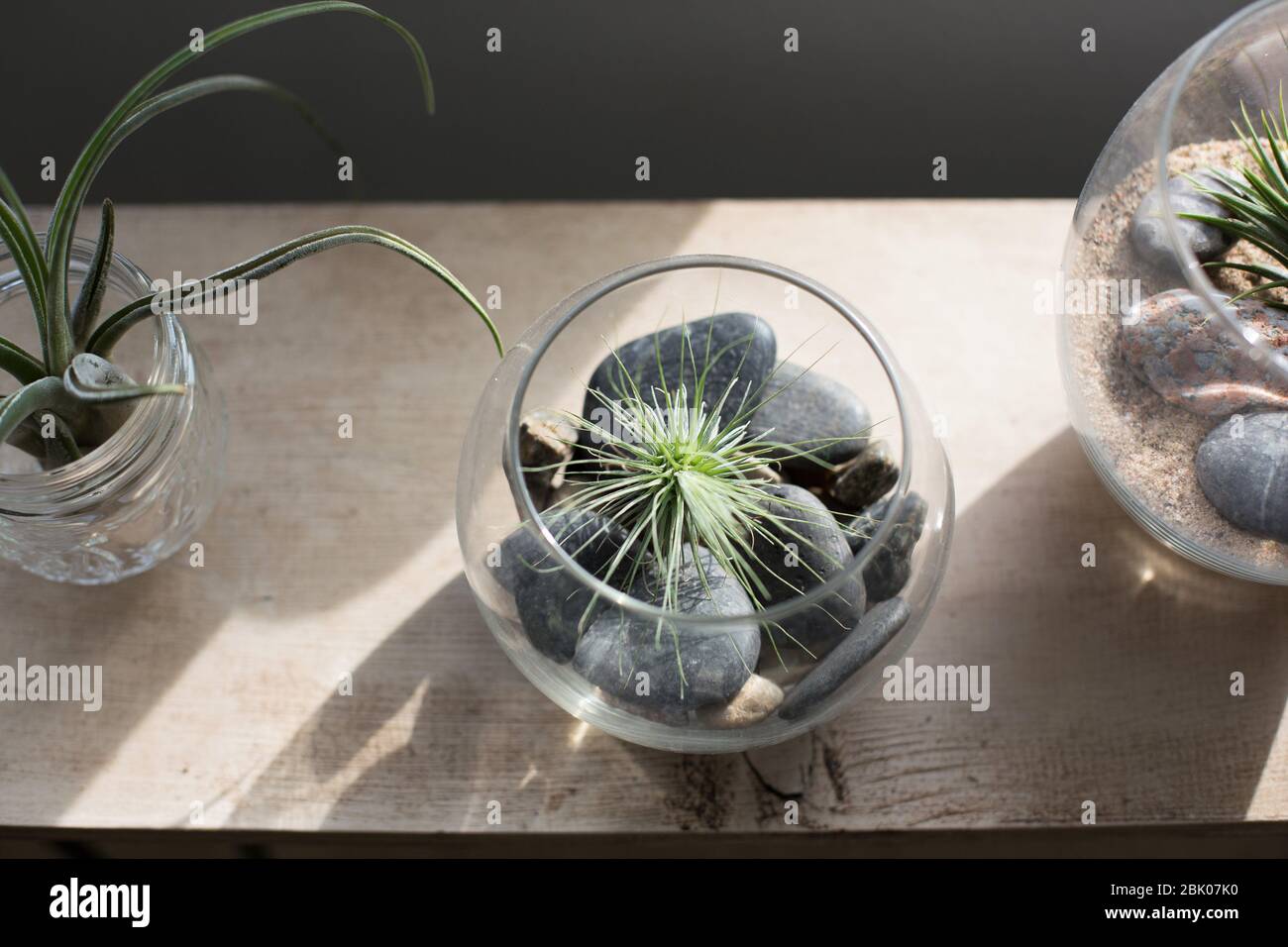 Tillandsia plantes aériennes dans des récipients en verre. Banque D'Images