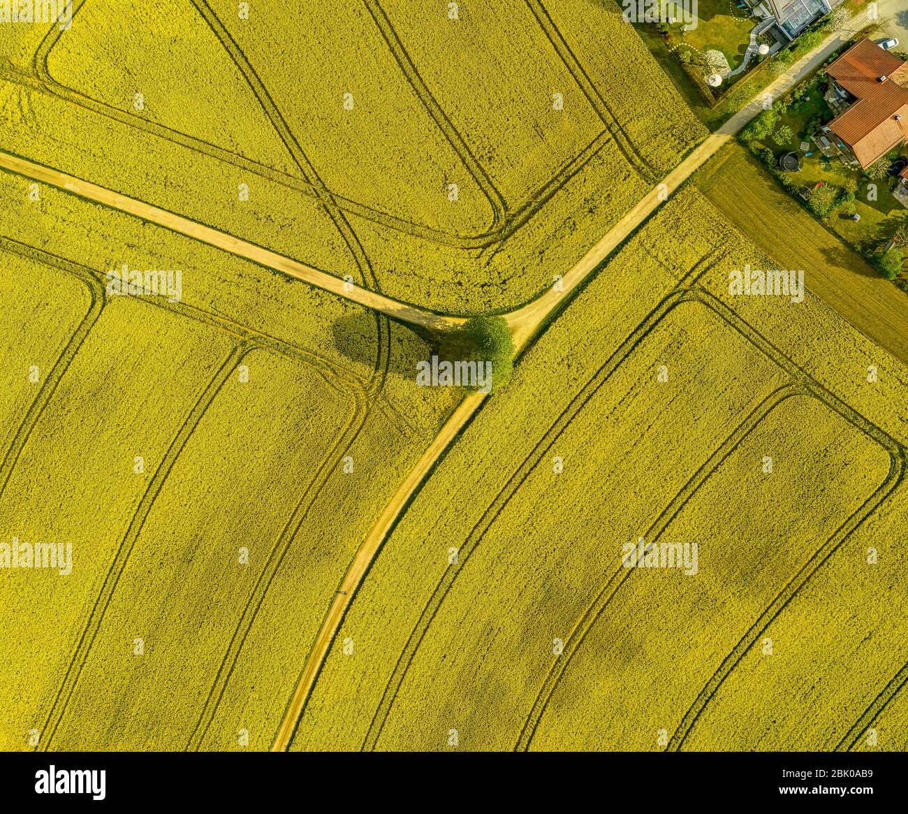 Routes panées à travers un champ de colza très droneshot d'en haut avec un seul arbre au centre, le jaune est la couleur dominante. Banque D'Images