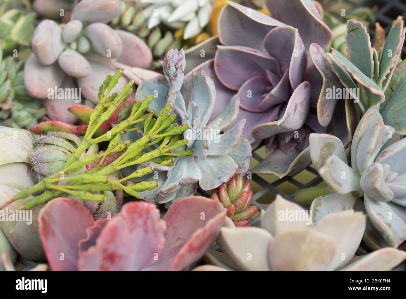 Un mélange de boutures de plantes succulentes prêtes à la propagation. Banque D'Images