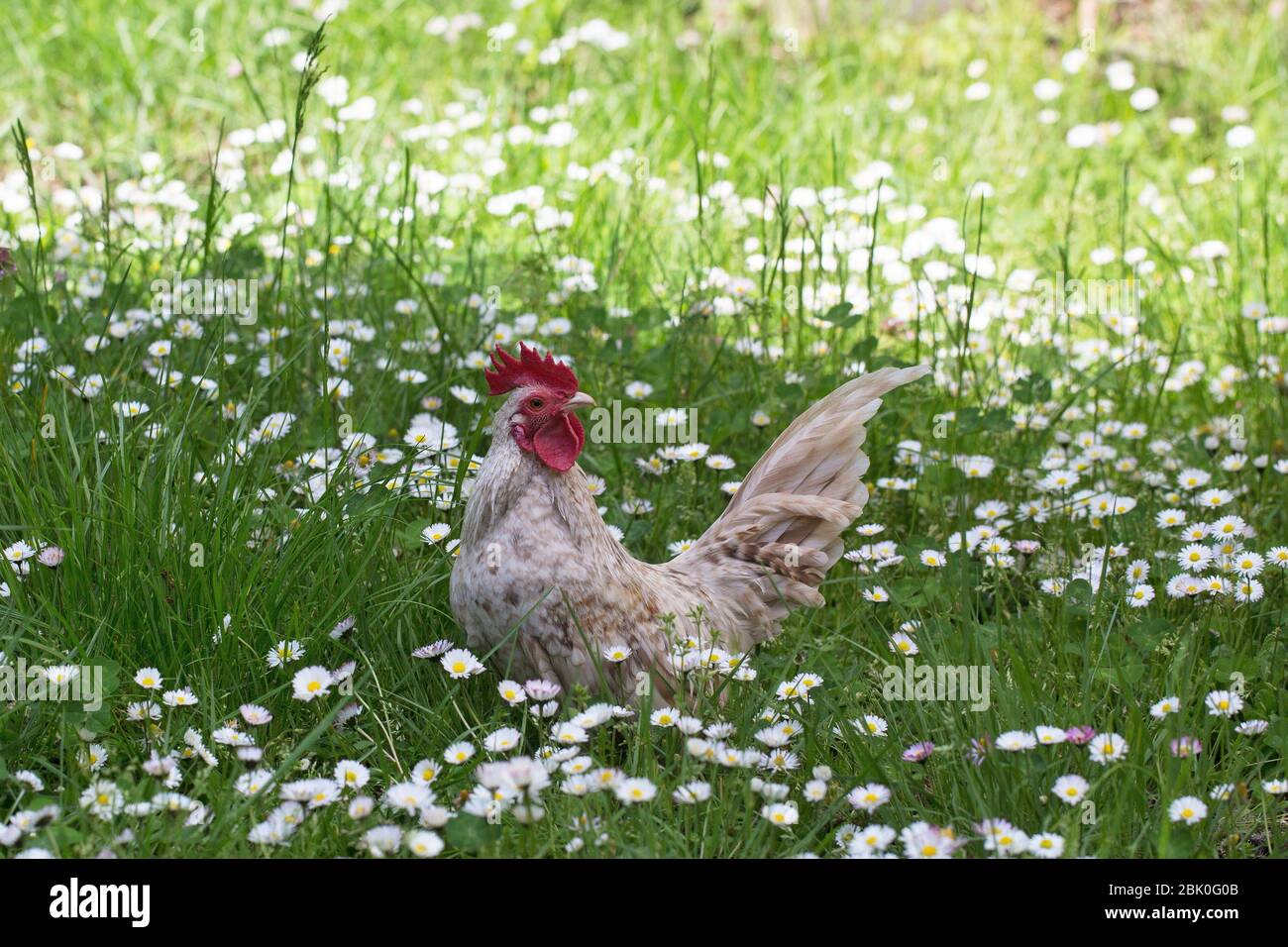 Un sérama dans un champ d'herbe et de daisies. Banque D'Images