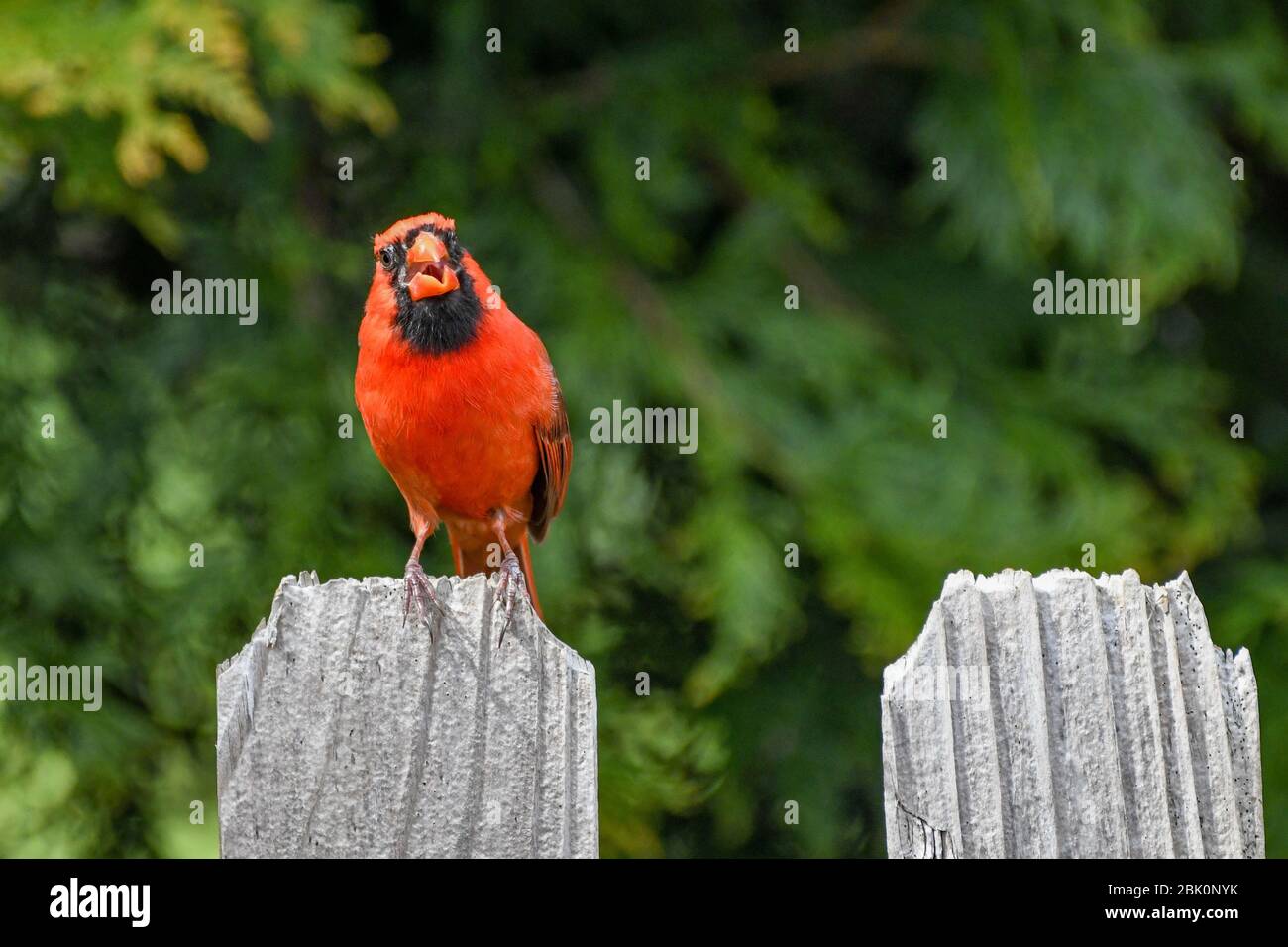 Un homme rouge vif Cardinal cardinalis cardinalis - cardinal perchée / oiseau rouge dans l'est des États-Unis - oiseau rouge sur une clôture Banque D'Images