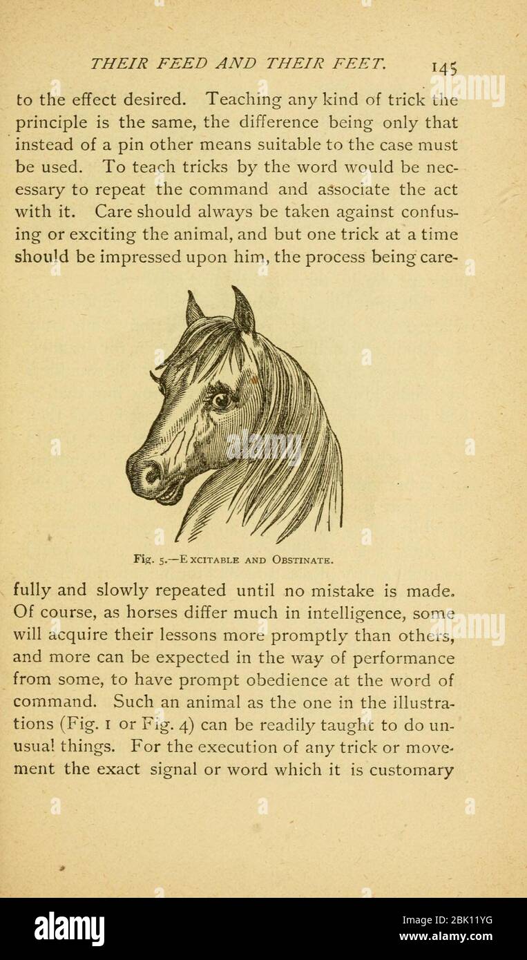 Chevaux (page 145) Banque D'Images