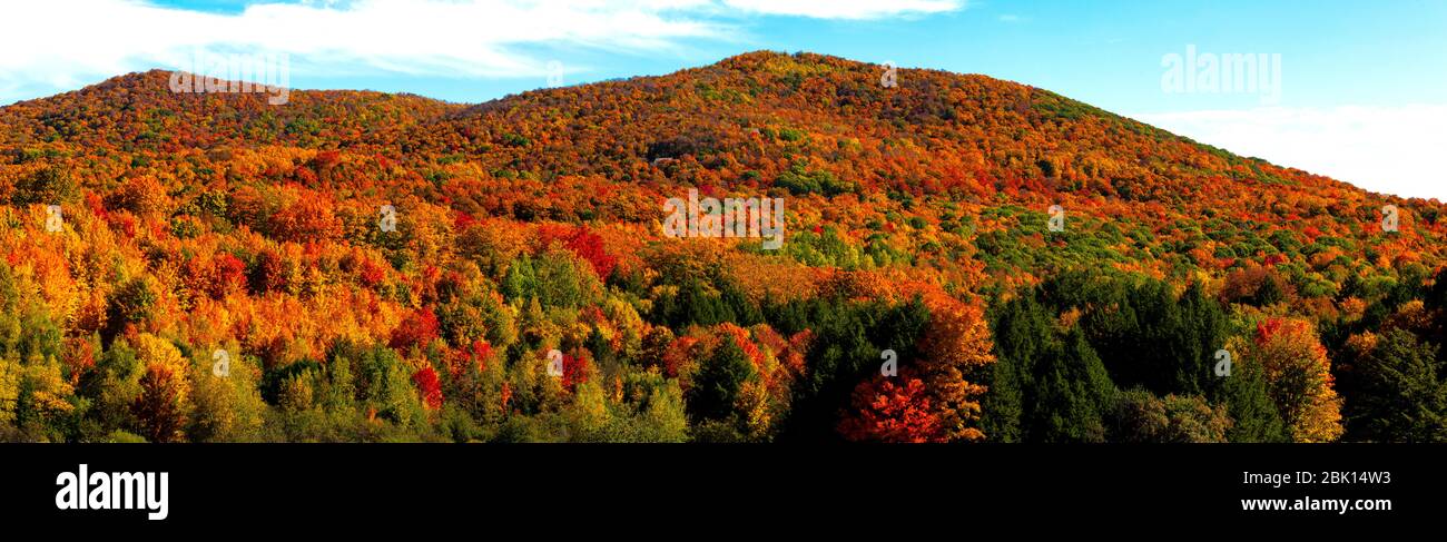 Forêt aux couleurs vives de l'automne Bromont, Québec, Canada Banque D'Images