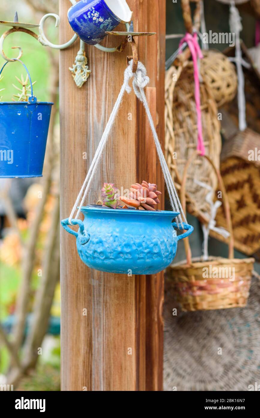 Crasula et Sedum plantes succulentes. Idées de semoir réutilisées. Une ancienne casserole bleue se transforme en pots de fleurs de jardin. Jardin recyclé et style de vie peu gaspillent. Banque D'Images