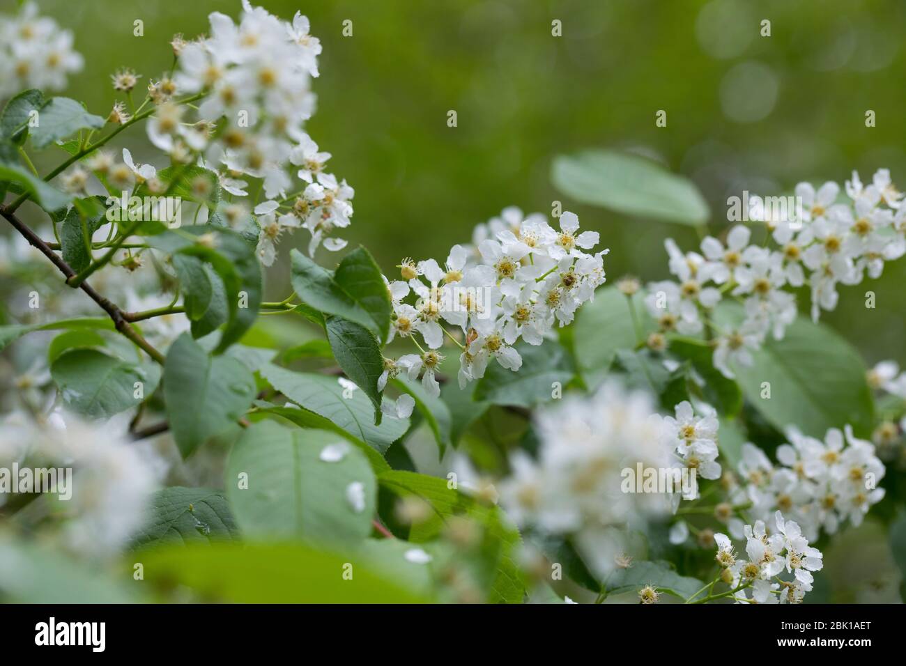 Traubenkirsche, Gewöhnliche Traubenkirsche, Blüten, Blüte, Prunus palus, Cerisier européen, cerise d'oiseau, hackberry, hagberry, arbre de Mayday, le CERIS Banque D'Images