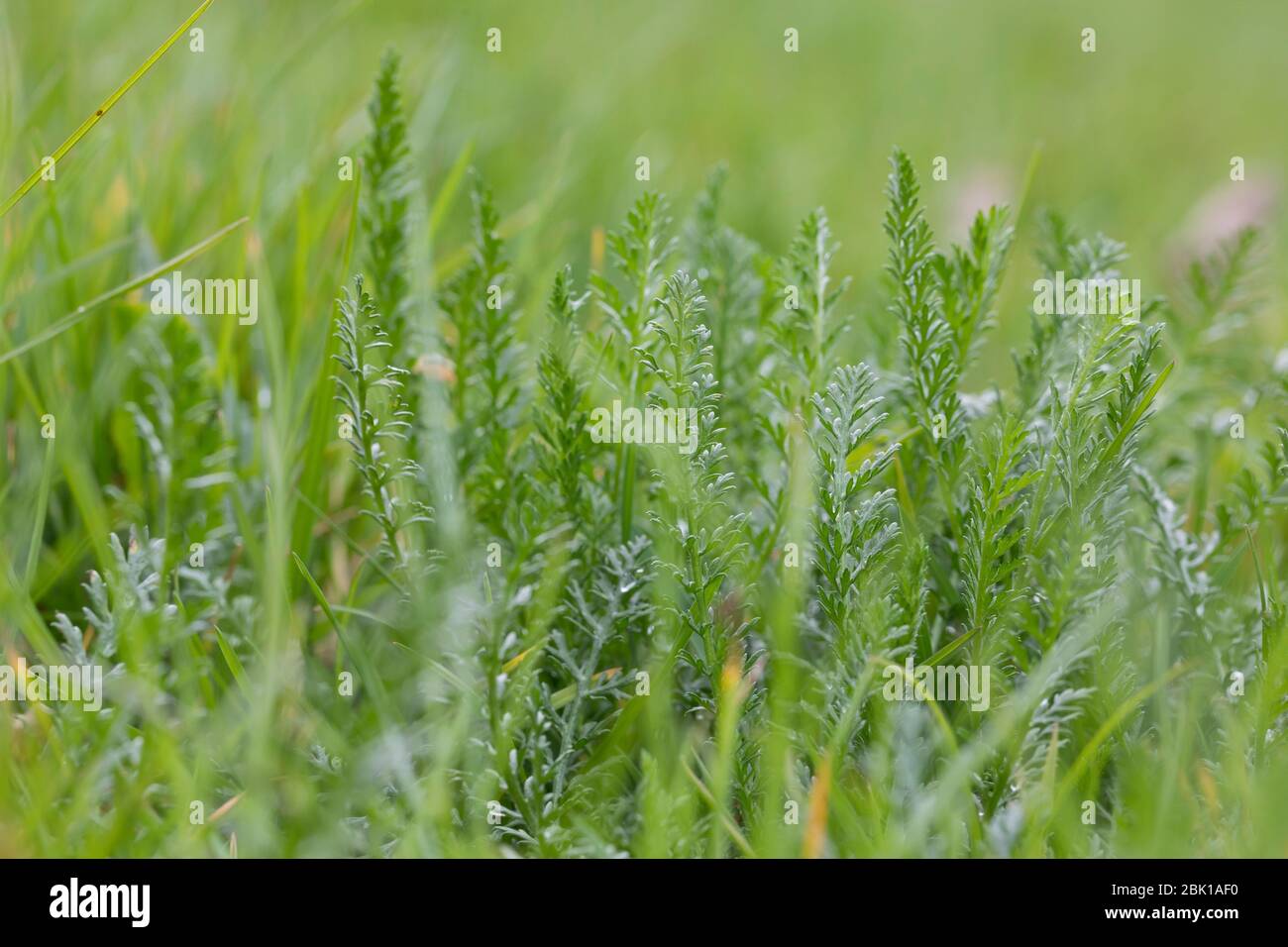 Schafgarbe, Gewöhnliche Schafgarbe, Wiesen-Schafgarbe, Schafgabe, Achillea millefolium, yarrow, Common Yarrow, Achillée millefeuille, la Millefeuille, Banque D'Images