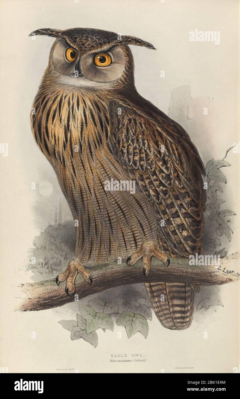 Houghton Typ 805L.37 (A) - John Gould, Bubo maximus. Banque D'Images