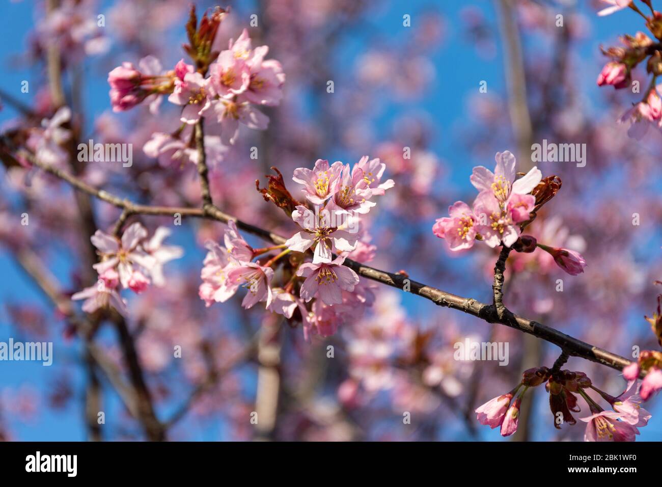 Gros plan sélectif des cerisiers roses contre le ciel bleu Banque D'Images