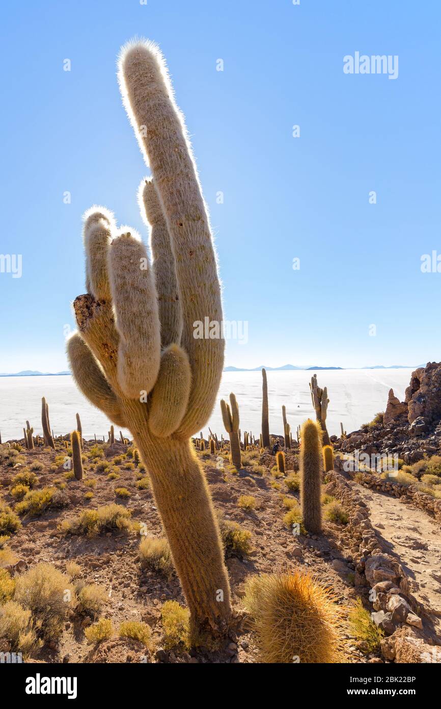 Île d'Incahuasi (île de Cactus) située sur Salar de Uyuni, la plus grande surface de sel au monde, en Bolivie Banque D'Images
