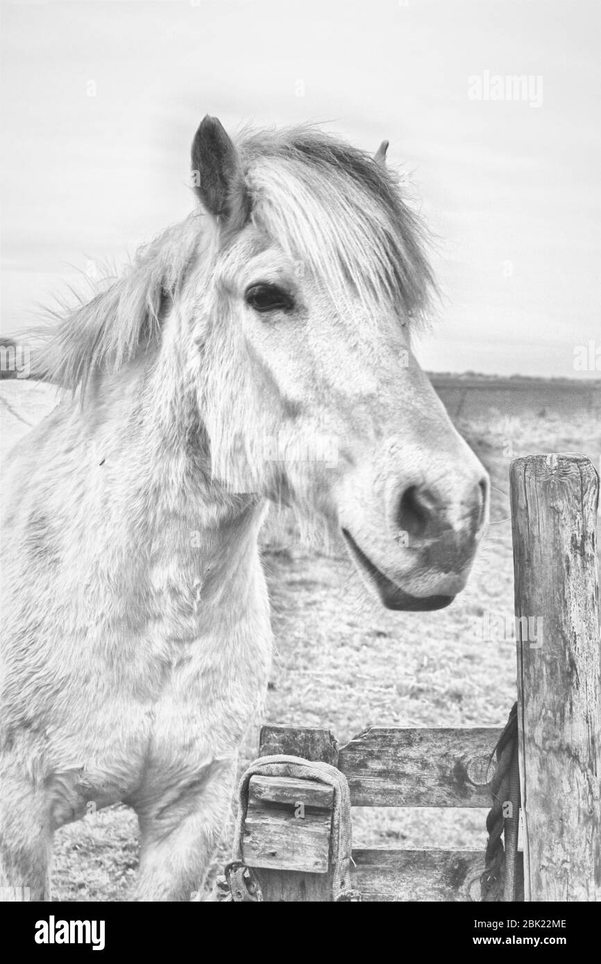 Portrait de cheval noir et blanc dans la prairie à côté d'une porte en bois Banque D'Images