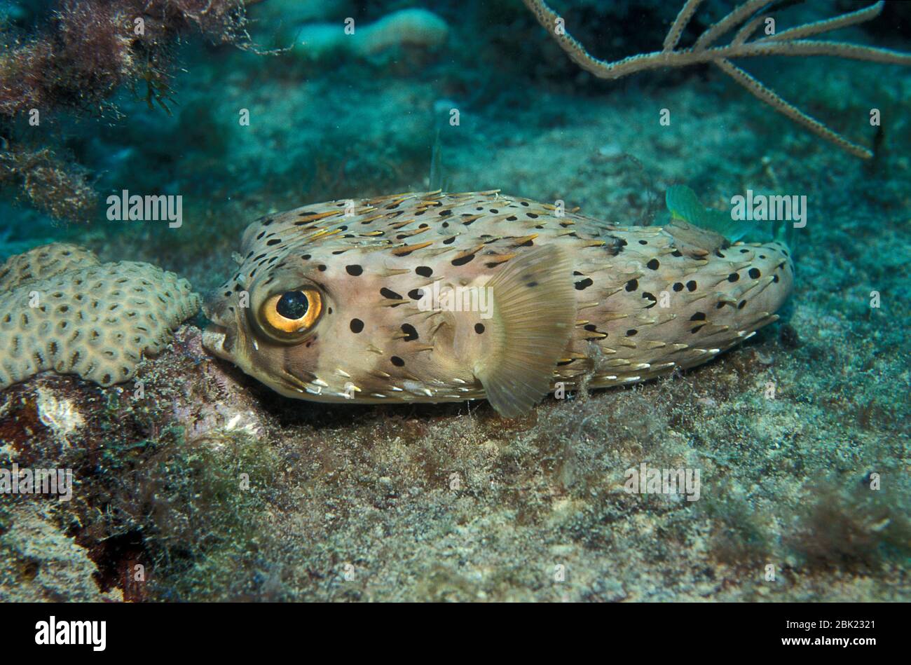 Porcupinefish à rachis long, Holocanthus Diodon, Los Roques, Venezuela, Balloonfish à épines, ou Porcupinefish à tête de frecte, Banque D'Images