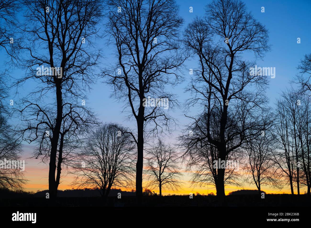 Silhouette de hêtres dans un cimetière à l'aube. Kings Sutton, Northamptonshire, Angleterre. Silhouette Banque D'Images