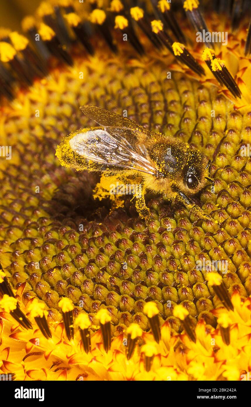 Abeille miel, APIS mellifera, Royaume-Uni, sur les plantes de tournesol couvertes de pollen Banque D'Images