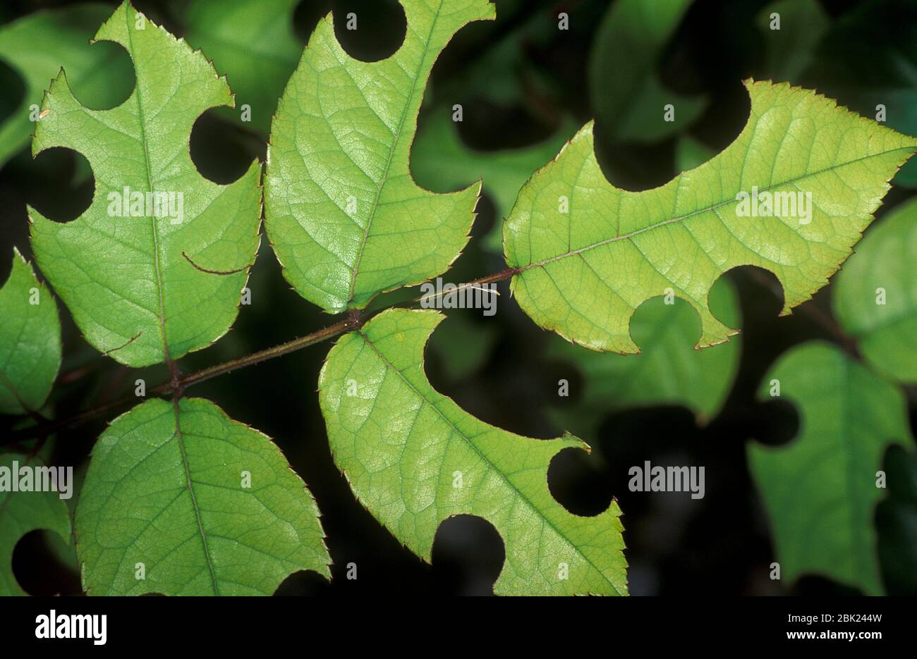 Marque de l'abeille de coupe de feuilles sur les feuilles de roses, les espèces de Megachile, trous circulaires montrant où l'abeille a coupé et a emporté la feuille pour faire le nid, Royaume-Uni Banque D'Images