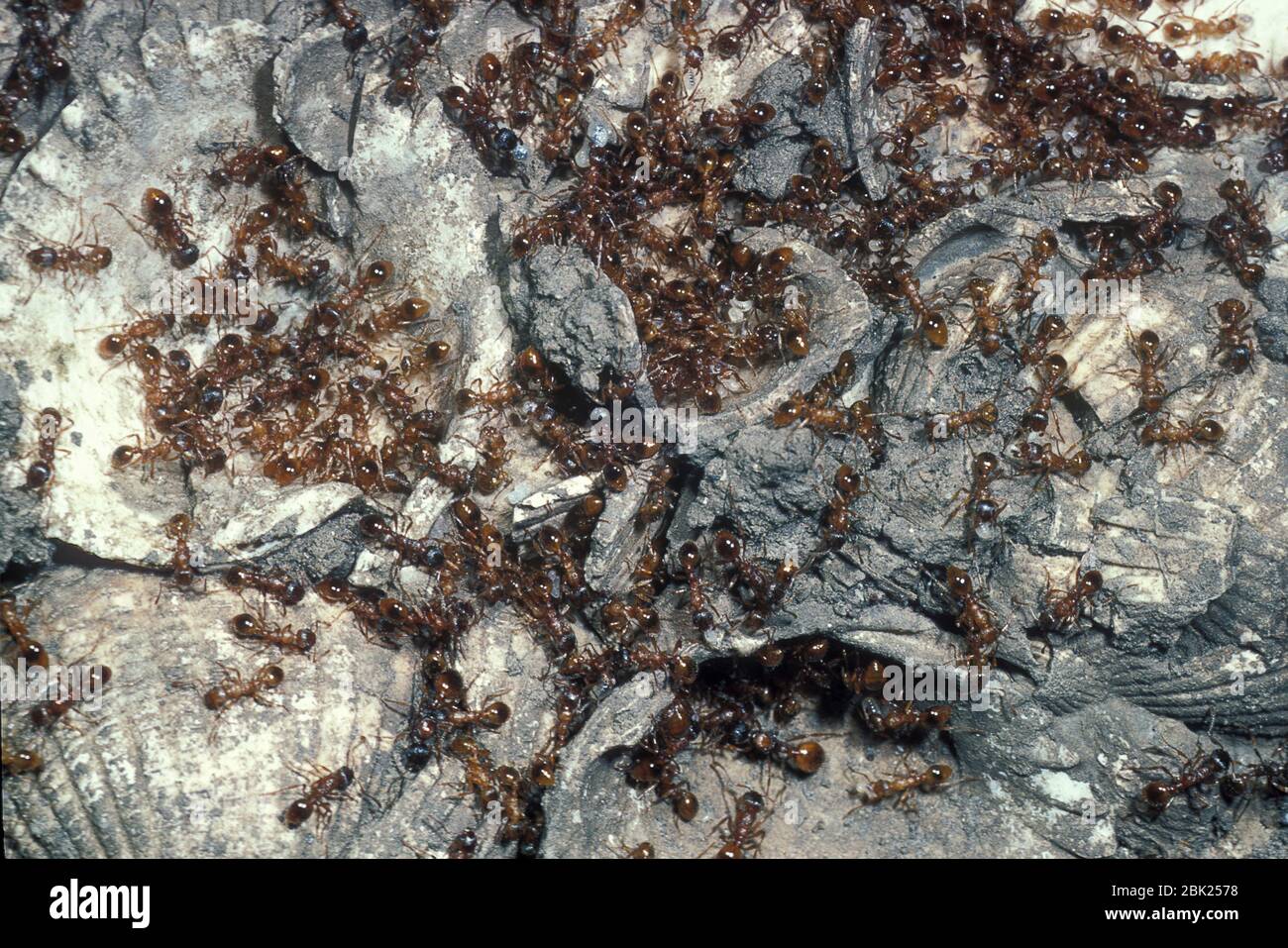 Red Ant, Myrmica rubra, également connu sous le nom de feu européen, gros plan montrant la colonie Banque D'Images