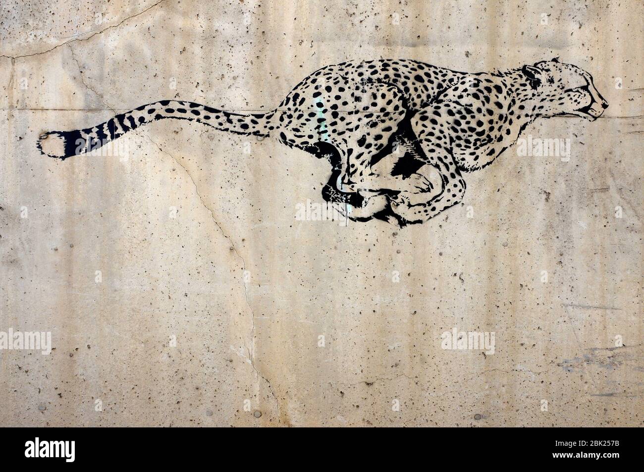 street art , leopard courant dessin sur un mur de rue . Barcelone Banque D'Images
