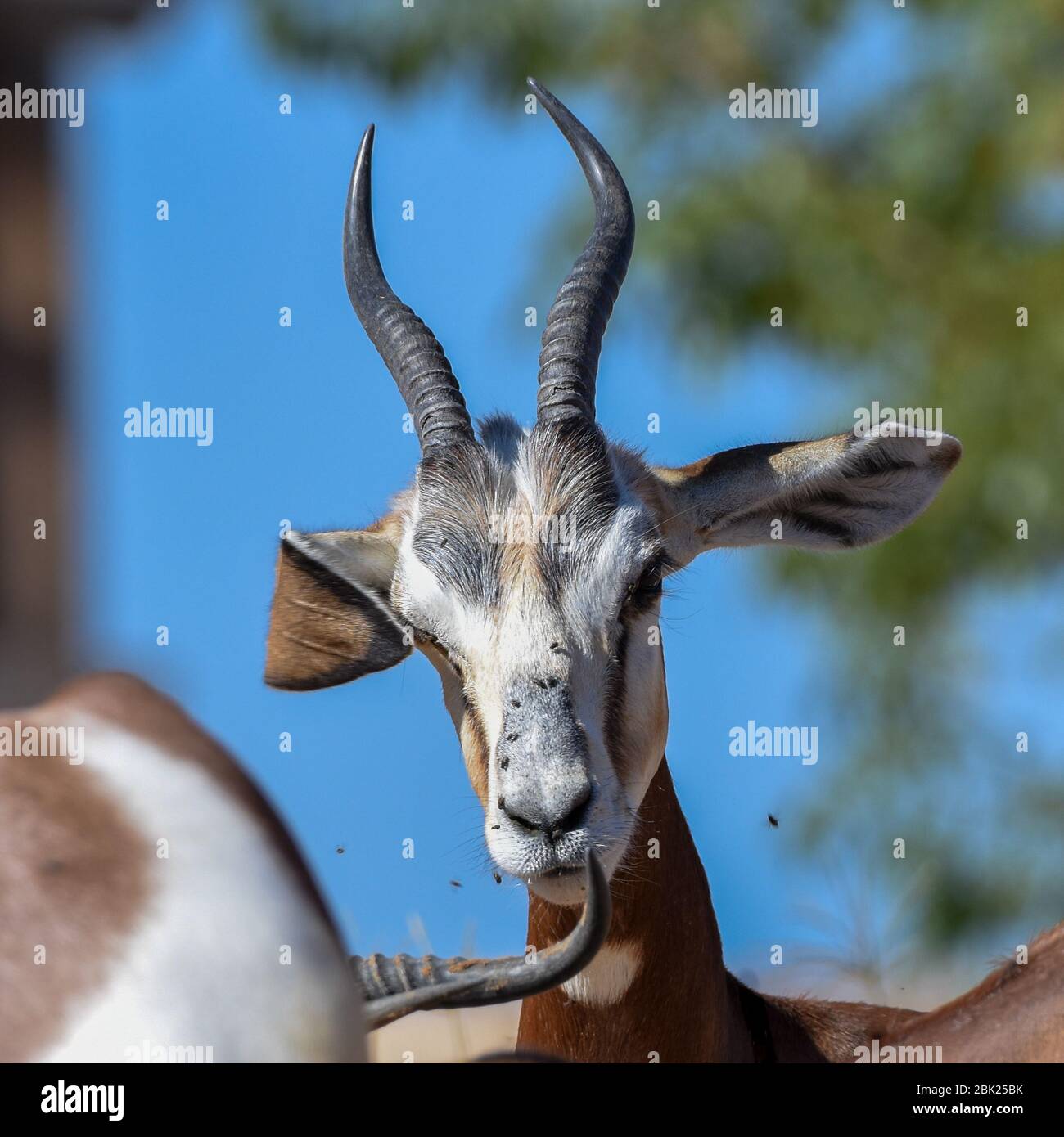 Un habitant d'Afrique du Sahara à la fin de l'année, la Dama ou la Mhorr Gazelle se rapprocha du zoo d'Al Ain (Nanger dama mhorr) en marchant à côté des rochers et du gras Banque D'Images