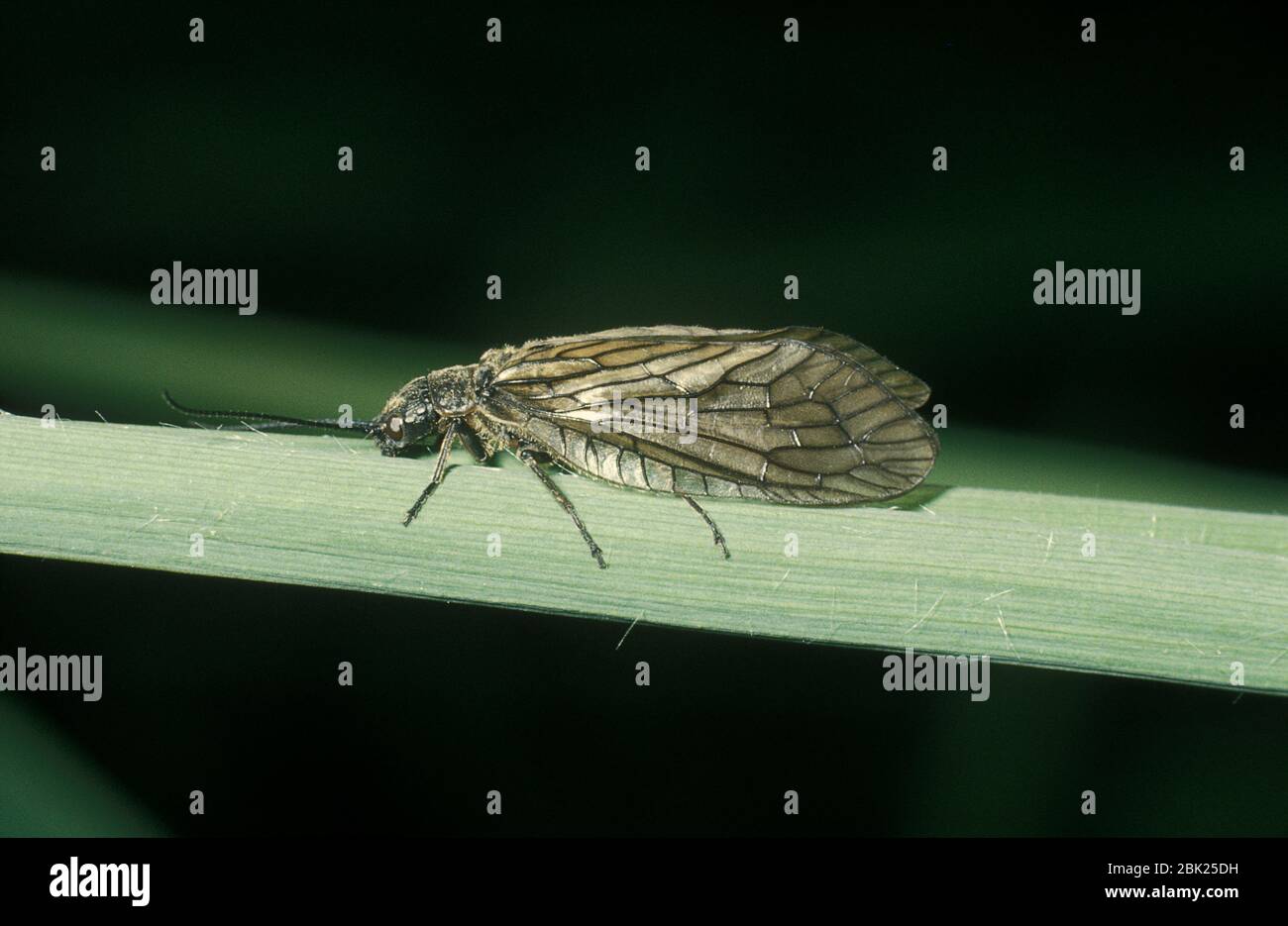 Alder Fly, Sialis lutaria, sur tige par étang, Royaume-Uni Banque D'Images