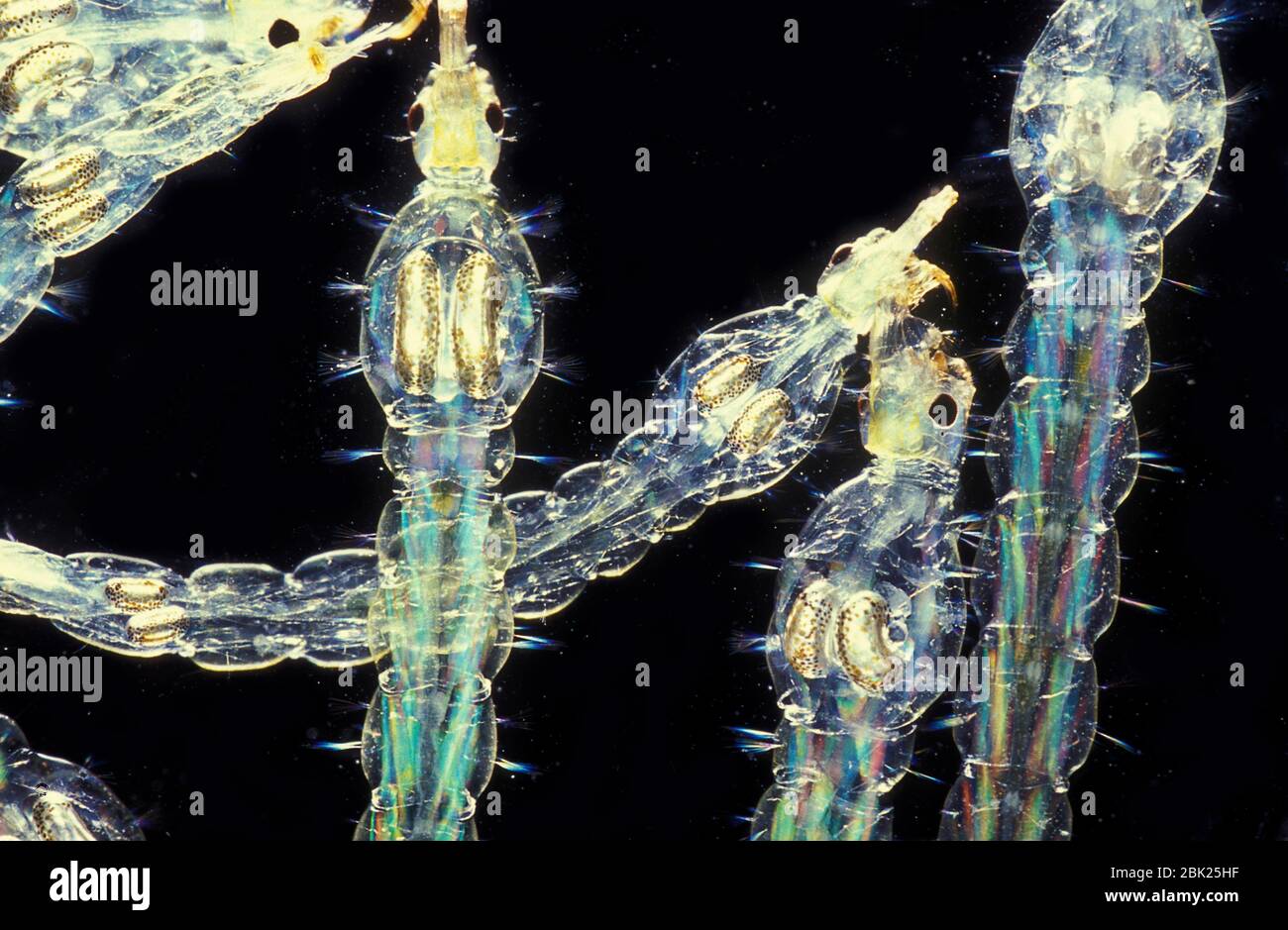 Vers en verre, Chaoborus cristallinus, larves d'un moustique, milieu ou gnat, transparent, dans l'eau, Royaume-Uni Banque D'Images