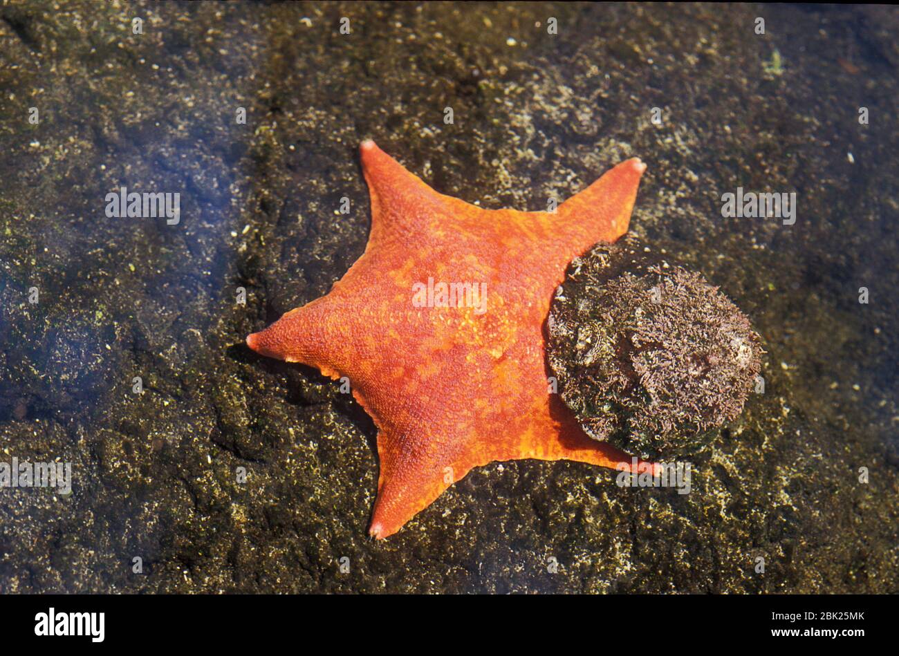 Bat Star, Patiria miniata, également connu sous le nom de batte de mer, étoile de webbed, et grand-disque de l'étoile et Limpet, Hawaï Banque D'Images