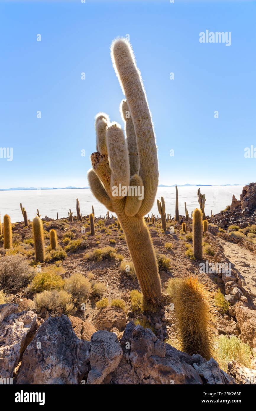Île d'Incahuasi (île de Cactus) située sur Salar de Uyuni, la plus grande surface de sel au monde, en Bolivie Banque D'Images