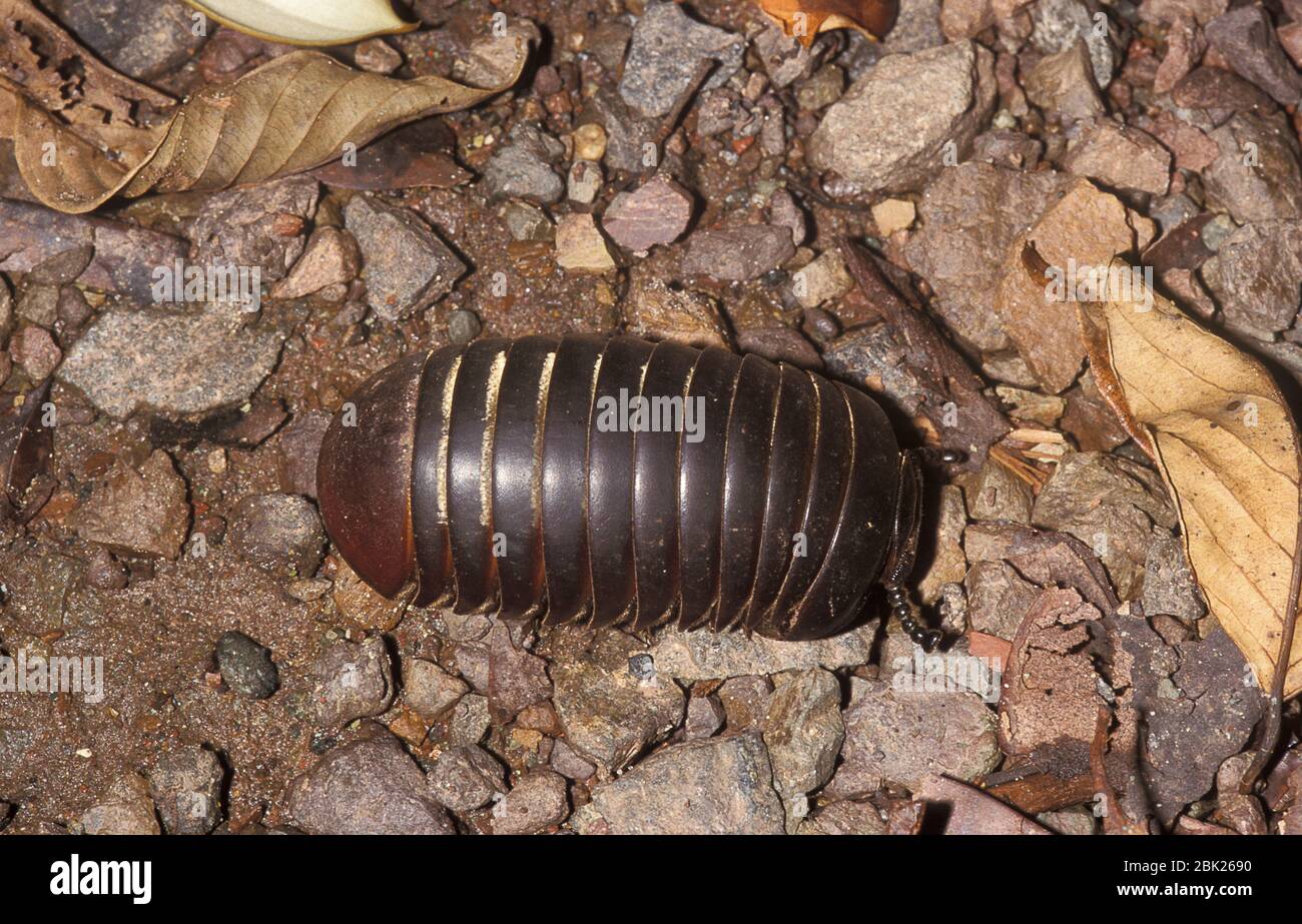 Pill millipede, Glomeridae sp, sur le sol de la forêt tropicale, Sabah, Bornéo Banque D'Images
