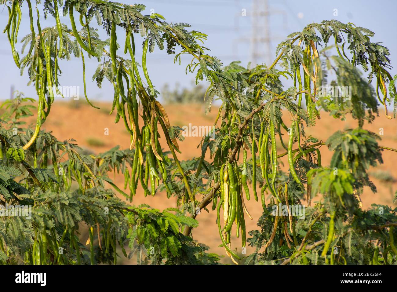 Les pois de l'arbre des Ghaf vert (prosopis cineraria) au soleil dans le sable du désert des Émirats arabes Unis (eau) avec le ciel bleu et le sable en arrière-plan. Banque D'Images
