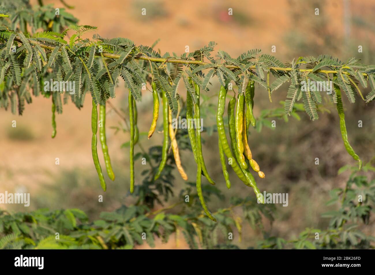 Une rangée de petits pois verts (prosopis cineraria) au soleil dans le sable du désert des Emirats Arabes Unis (Emirats Arabes Unis) avec du ciel bleu et du sable dans le dos Banque D'Images